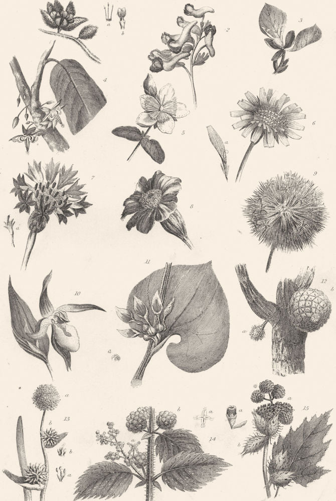 PLANTS. Botany (4)  1880 old antique vintage print picture